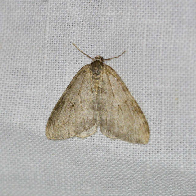 Epirrita christyi/dilutata