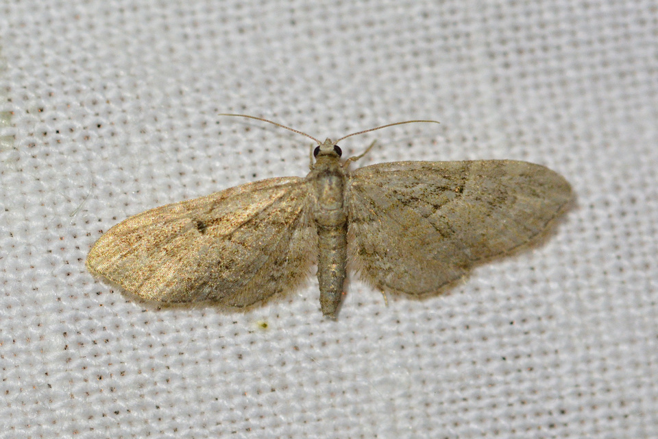 Eupithecia ericeata - feketefenyő-törpearaszoló