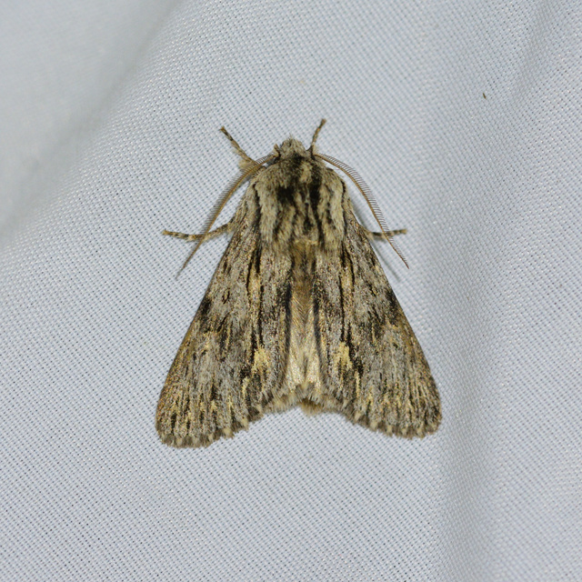 Asteroscopus sphinx - csillagnéző bundásbagoly