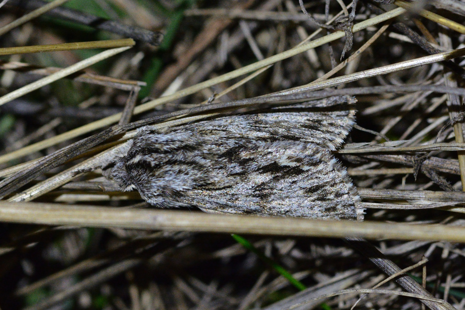 Asteroscopus sphinx - csillagnéző bundásbagoly