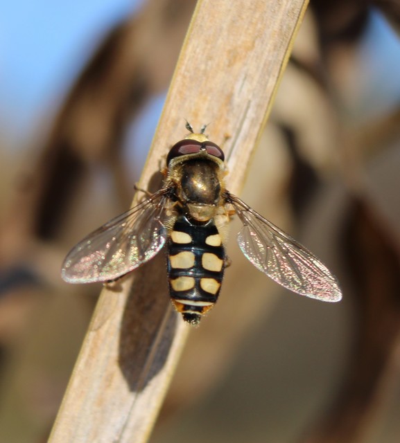 Eupeodes