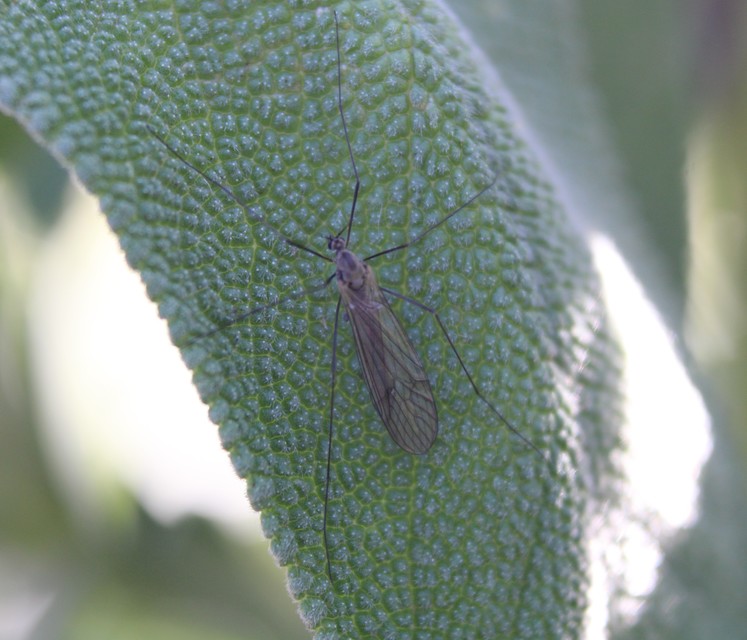 Trichocera