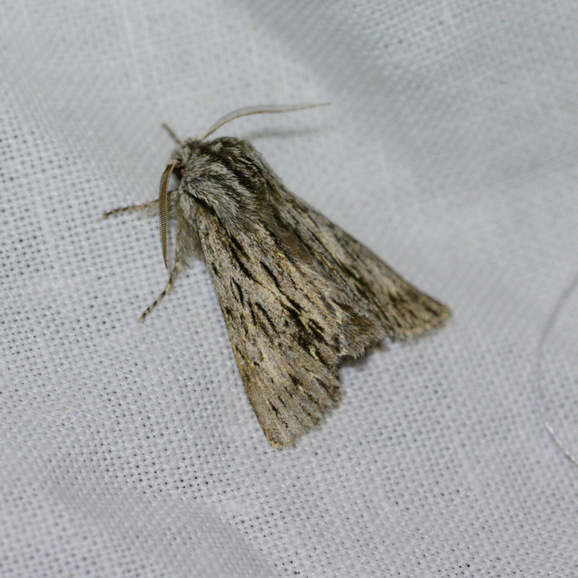 Asteroscopus sphinx - csillagnéző bundásbagoly