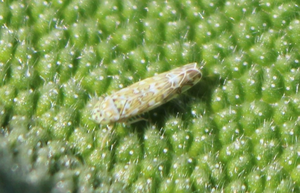 Eupteryx
