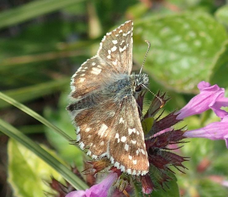 Pyrgus armoricanus - feles busalepke