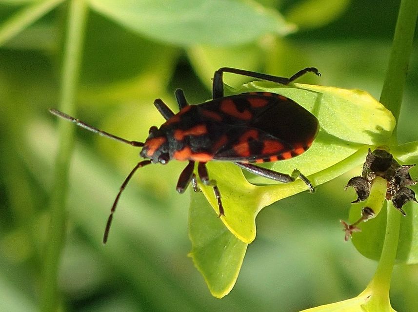 Spilostethus saxatilis - virágbodobács