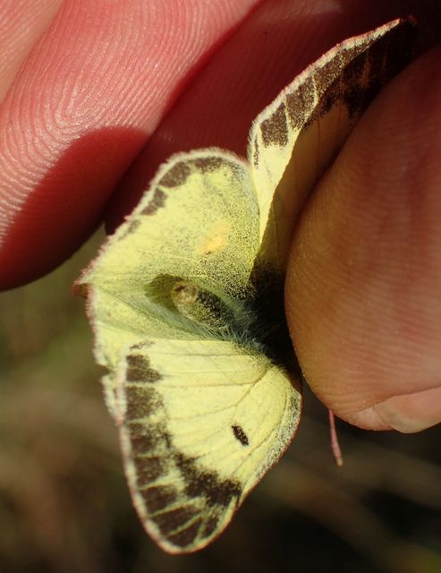 Colias erate - csángó-kéneslepke