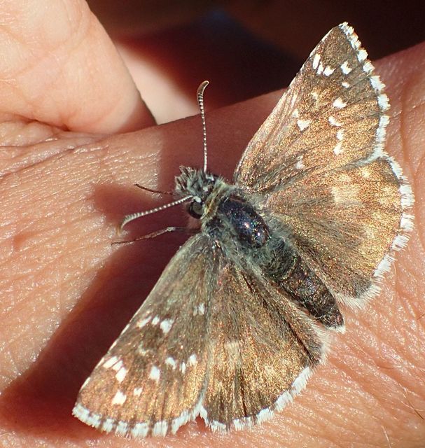 Pyrgus armoricanus - feles busalepke