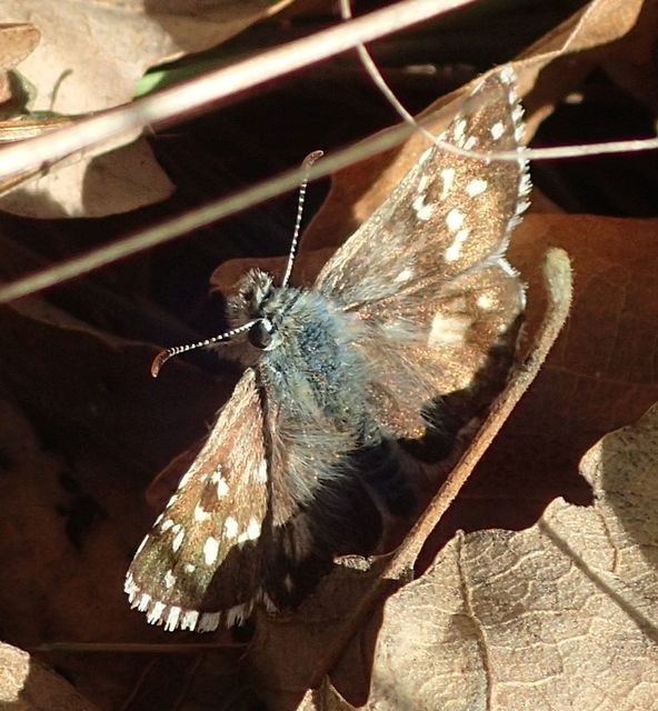 Pyrgus armoricanus - feles busalepke