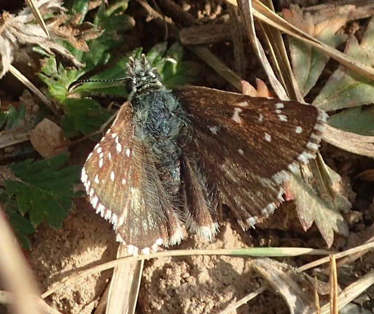 Pyrgus armoricanus - feles busalepke