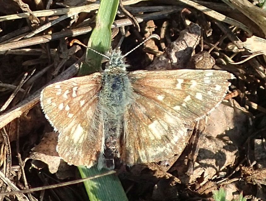 Pyrgus armoricanus - feles busalepke