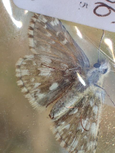 Pyrgus armoricanus - feles busalepke