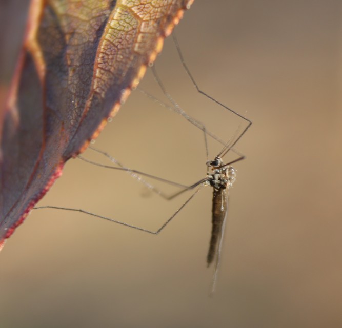 Trichocera