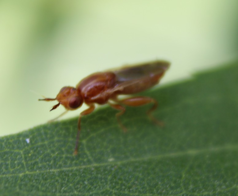 Chloropidae - gabonalegyek