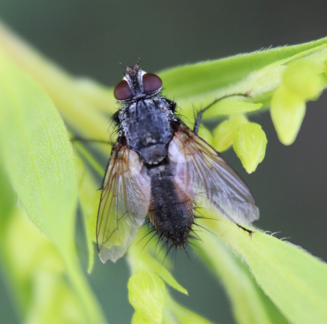 Eriothrix