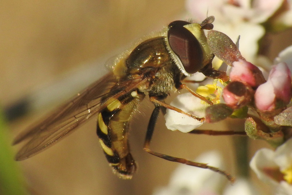 Eupeodes
