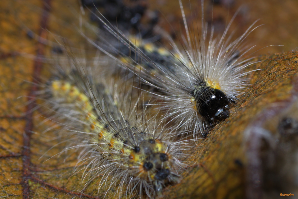 Hyphantria cunea - amerikai fehér medvelepke