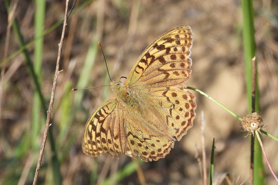 Argynnis pandora - zöldes gyöngyházlepke