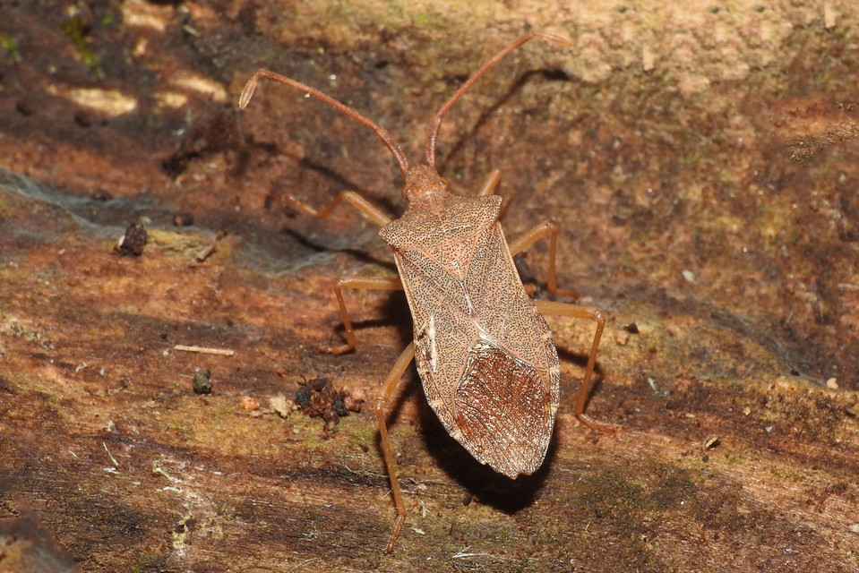 Gonocerus acuteangulatus - aranypetés karimáspoloska