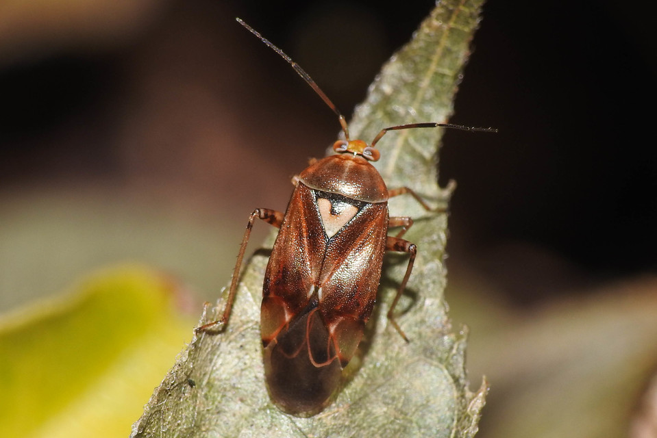 Lygus pratensis - változó mezeipoloska