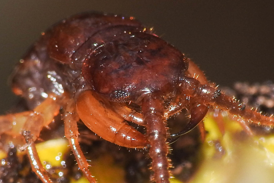 Lithobiidae