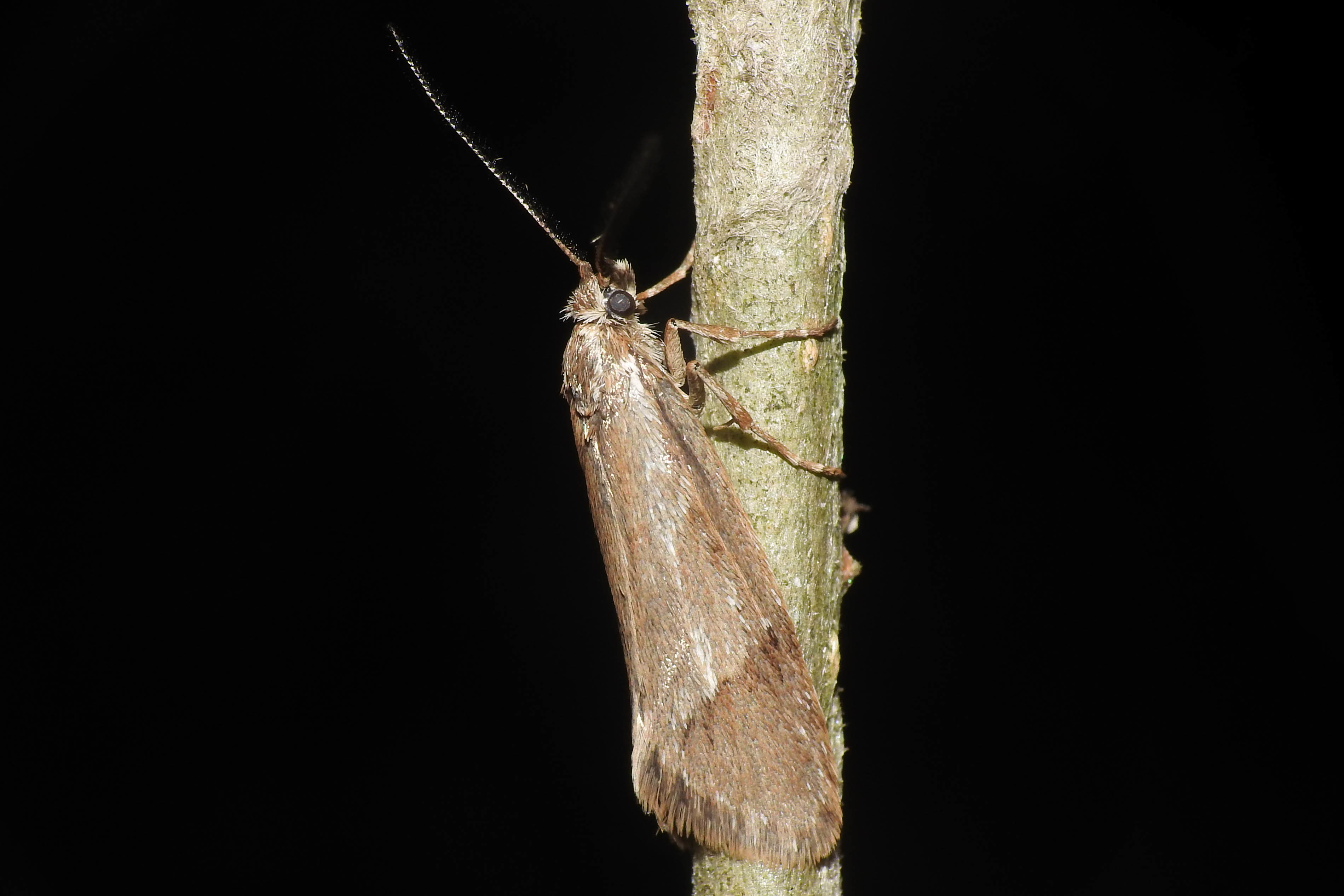 Diurnea lipsiella - télimoly