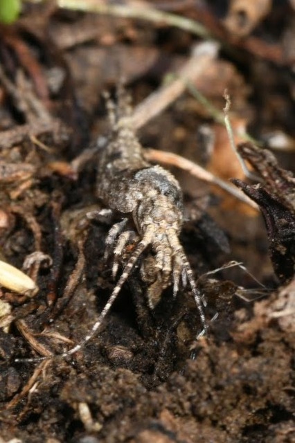 Archaeognatha - Ugróősrovarok