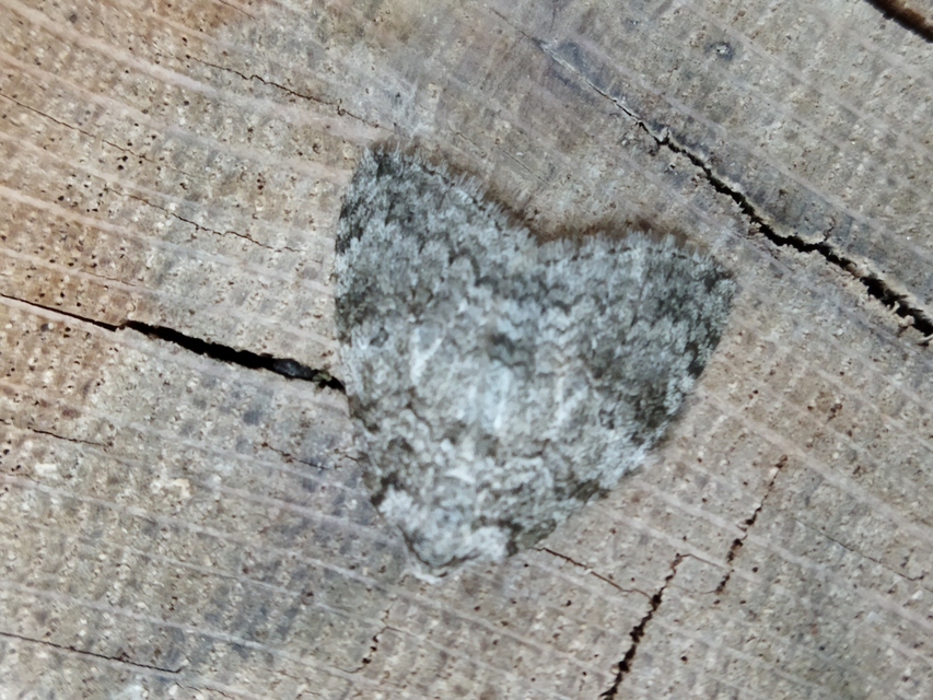 Epirrita christyi/dilutata