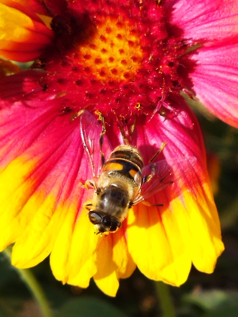 Eristalis tenax - közönséges herelégy