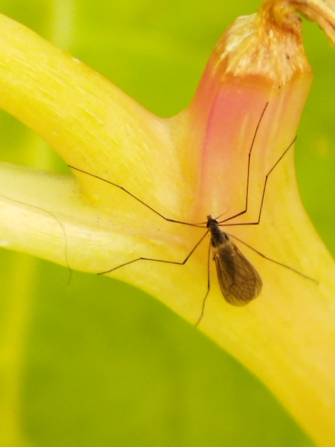 Trichocera