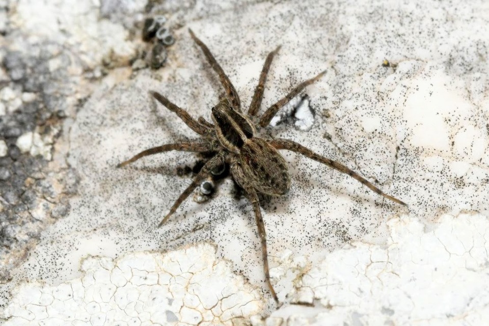 Pardosa