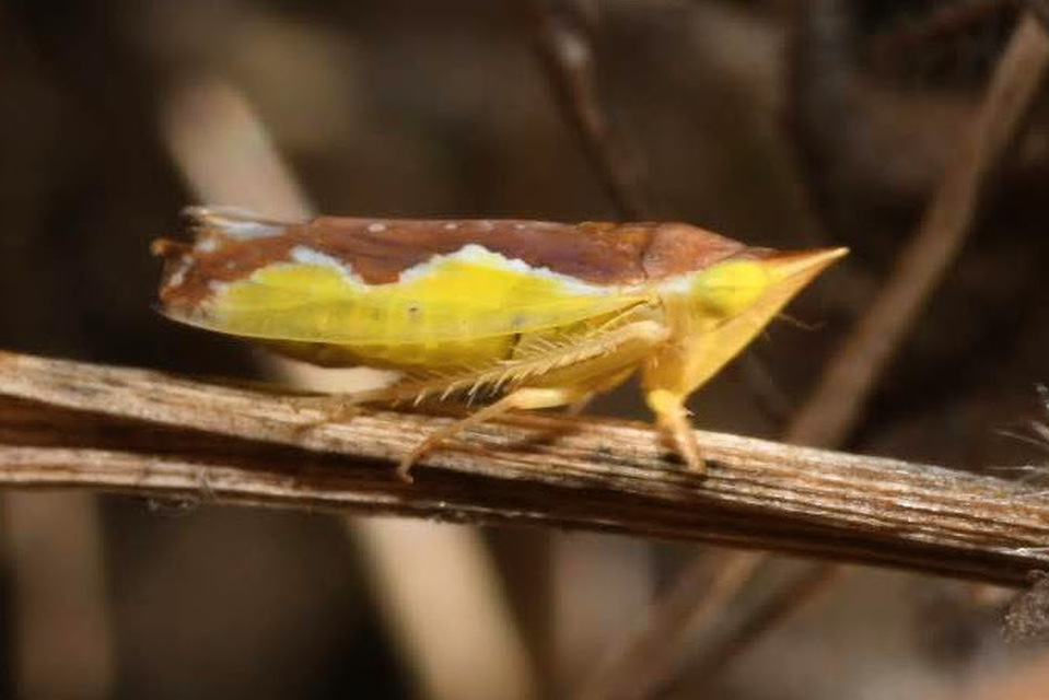 Platymetopius