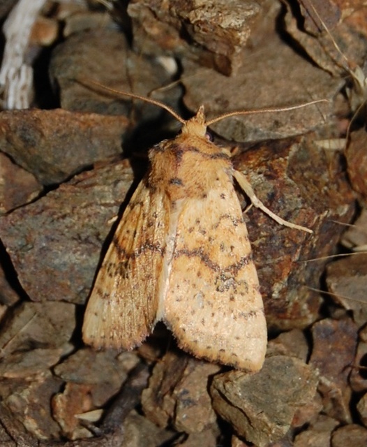 Tiliacea sulphurago - kénes sárgabagoly