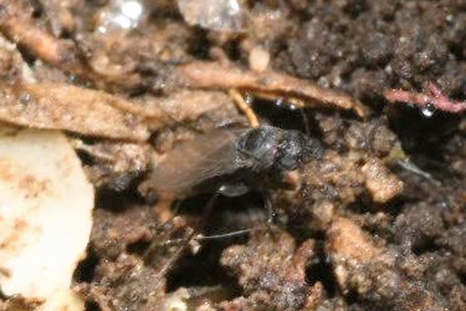 Phoridae - púposlégyfélék