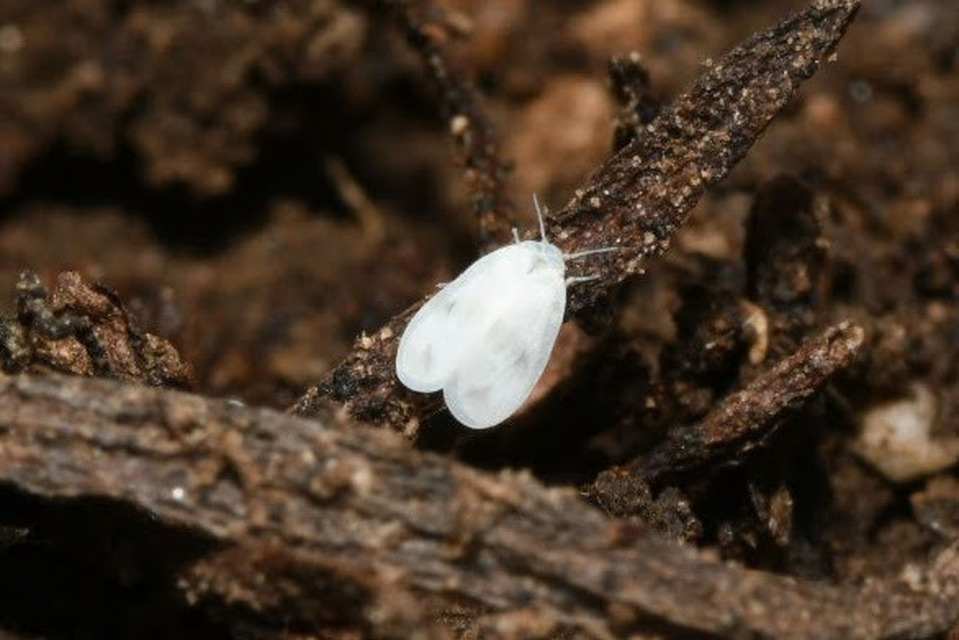 Aleyrodidae