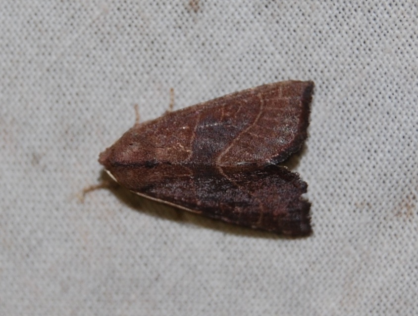Atethmia ambusta - körtebagoly