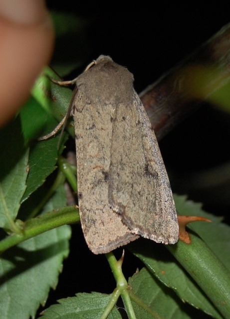 Xestia castanea michaeli - csarabos fűbagoly