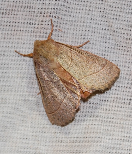 Mesogona acetosellae - madársóskabagoly