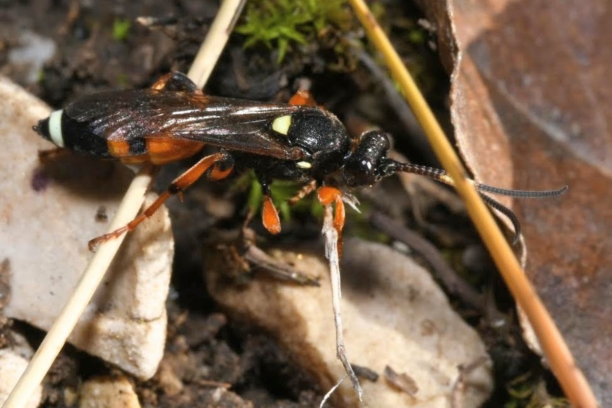 Ichneumon sarcitorius