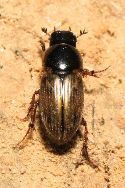 Aphodius prodromus - sárgalábú trágyabogár