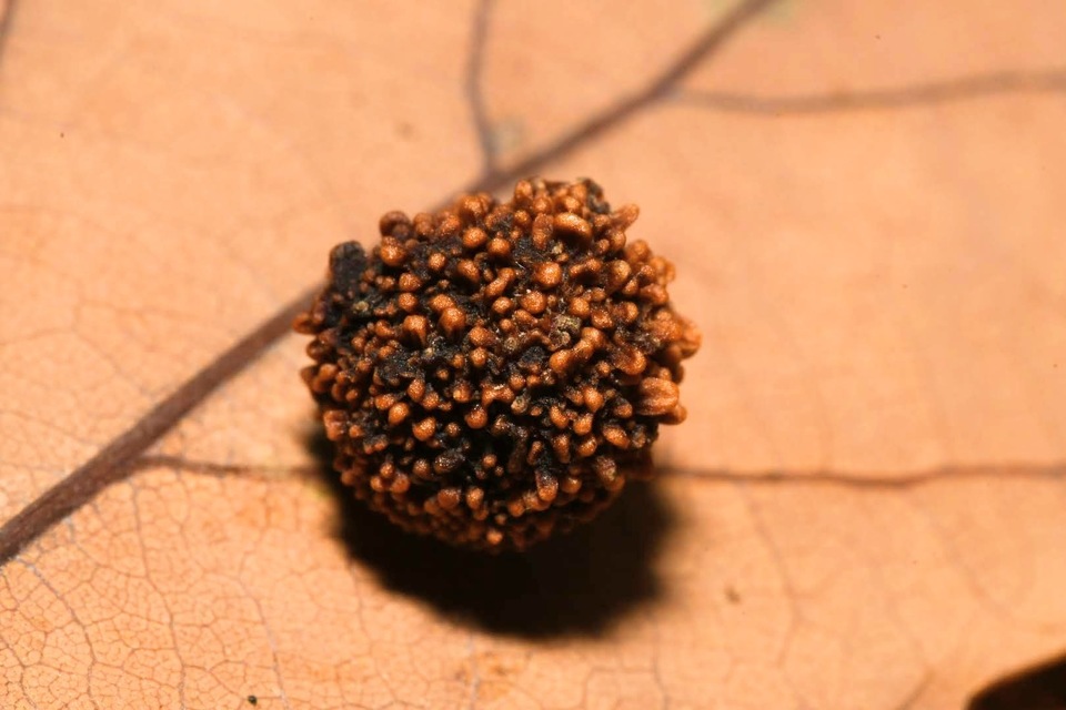 Cynipidae - gubacsdarazsak