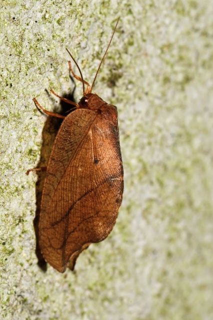 Drepanepteryx phalaenoides