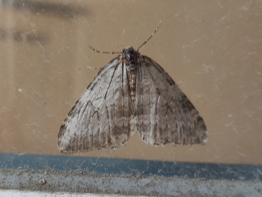 Epirrita christyi/dilutata