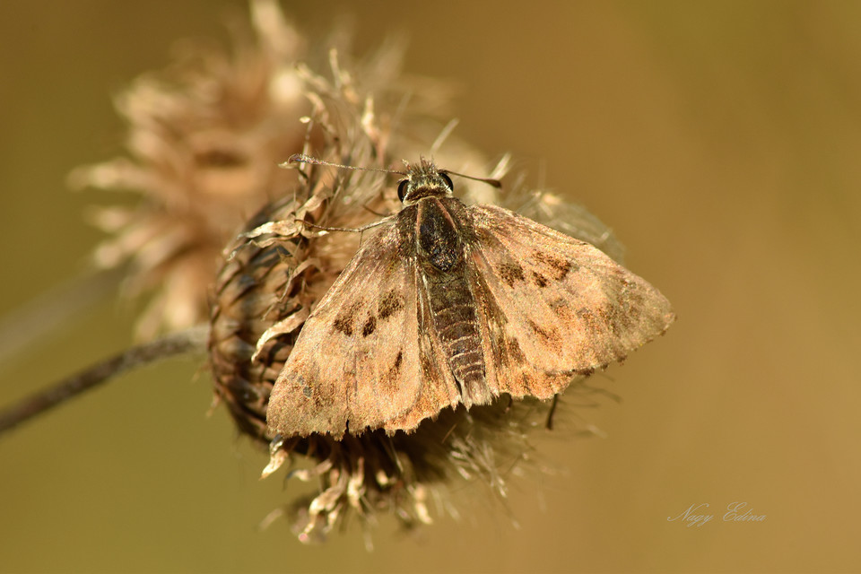 Carcharodus alceae - mályva-busalepke