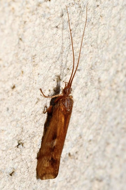 Limnephilus lunatus