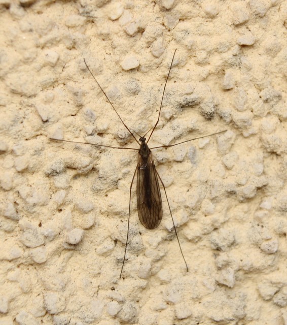 Trichocera