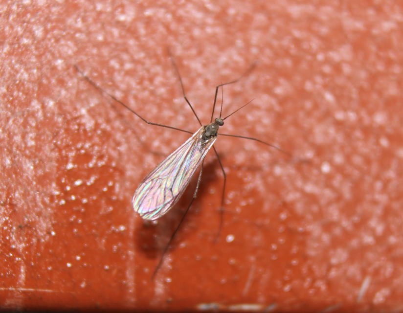 Trichocera