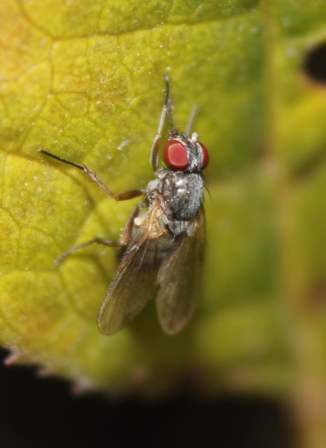 Fannia