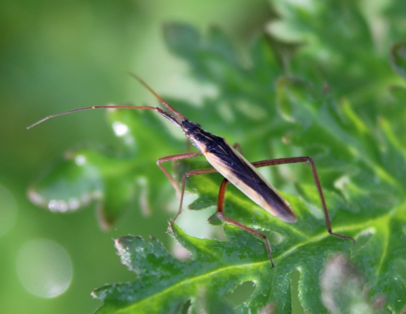 Notostira