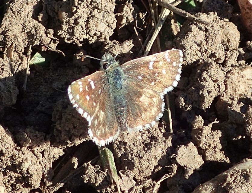 Pyrgus armoricanus - feles busalepke